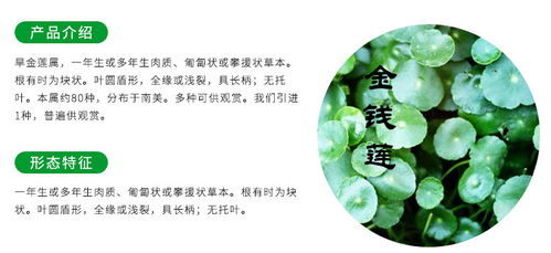 云南金線蓮苗種植與貴州中科農經生物技術推廣服務